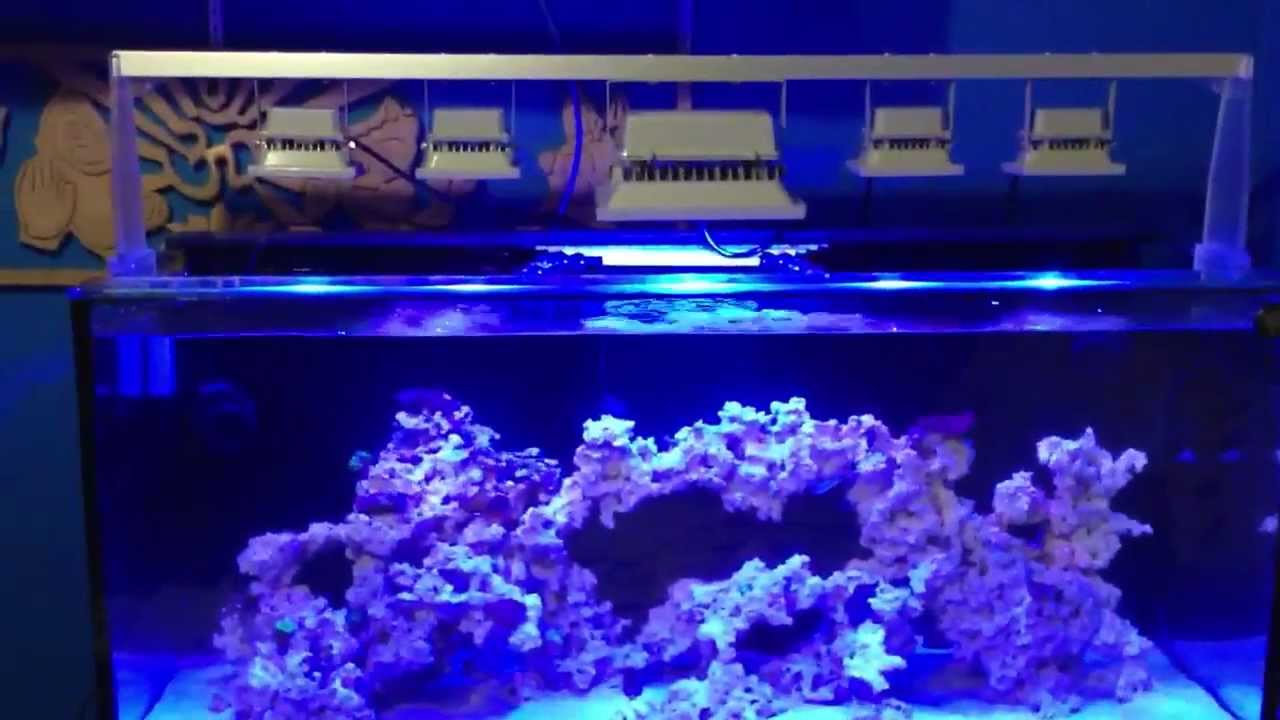 Meerwasser-Marine-Aquarium-mit-LED-Flutlicht-Fluter-Scheinwerfer-Aussenstrahler-10W-30W-50W