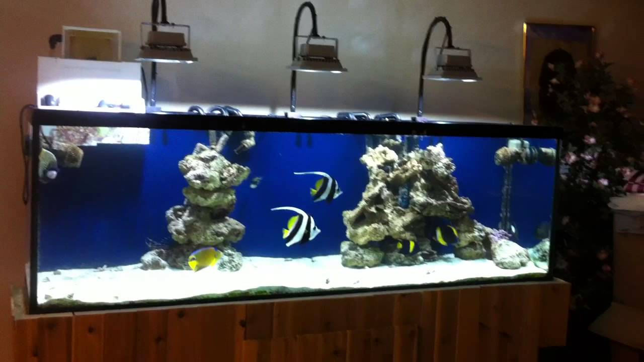 Meerwasser-Marine-Aquarium-mit-LED-Flutlicht-Fluter-Scheinwerfer-Aussenstrahler